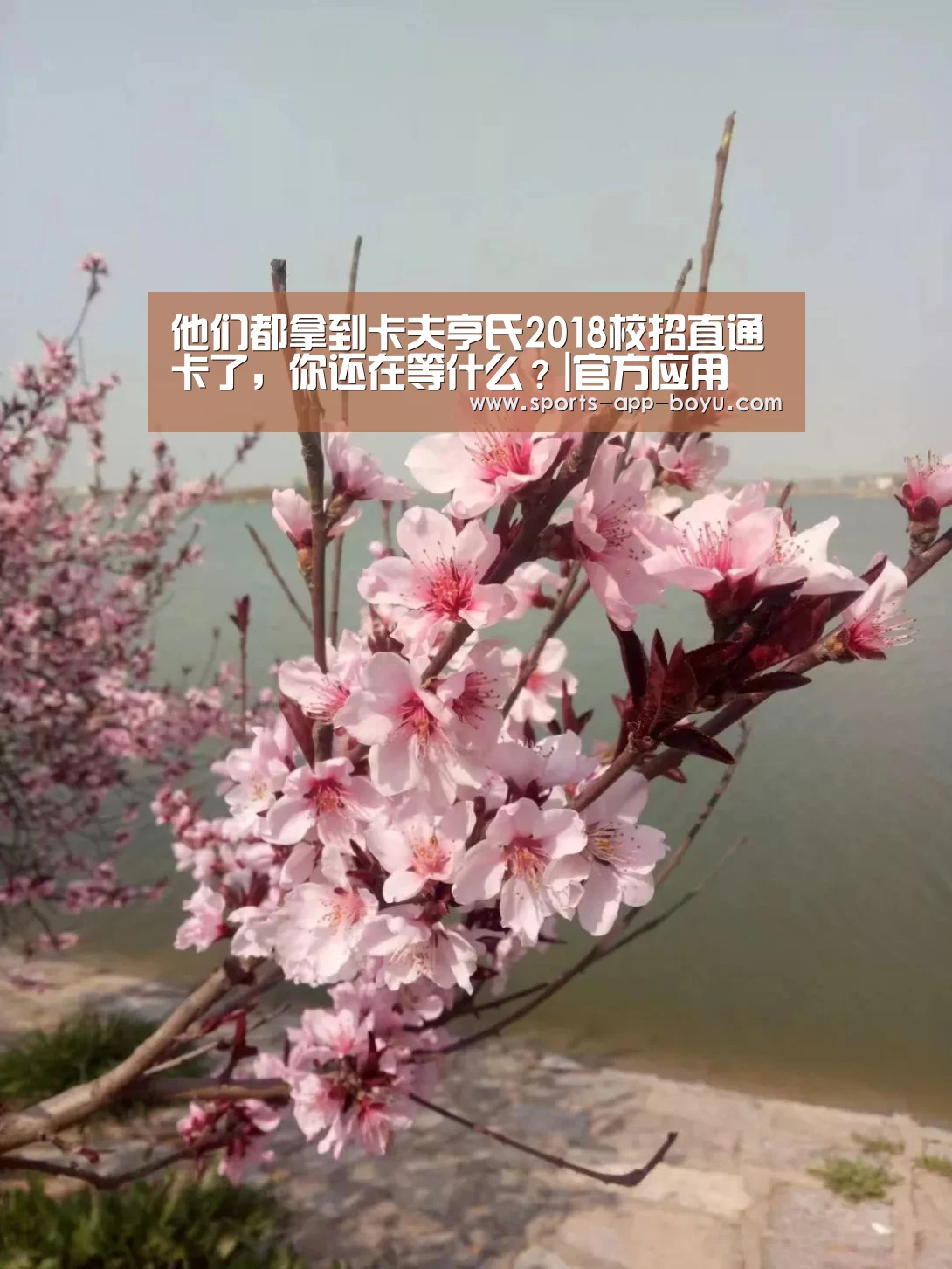 博鱼体育APP
